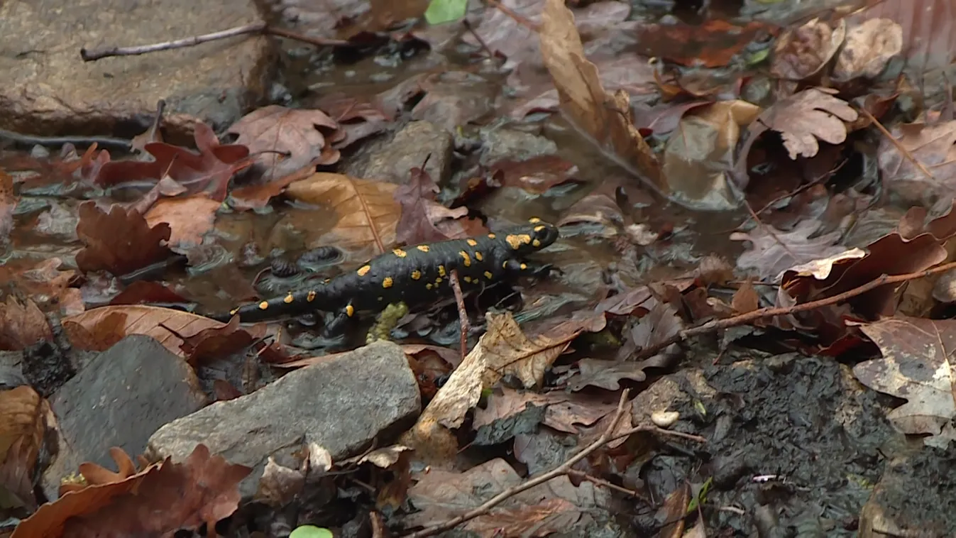 Napindító - Foltos szalamandrák a Soproni-hegységben