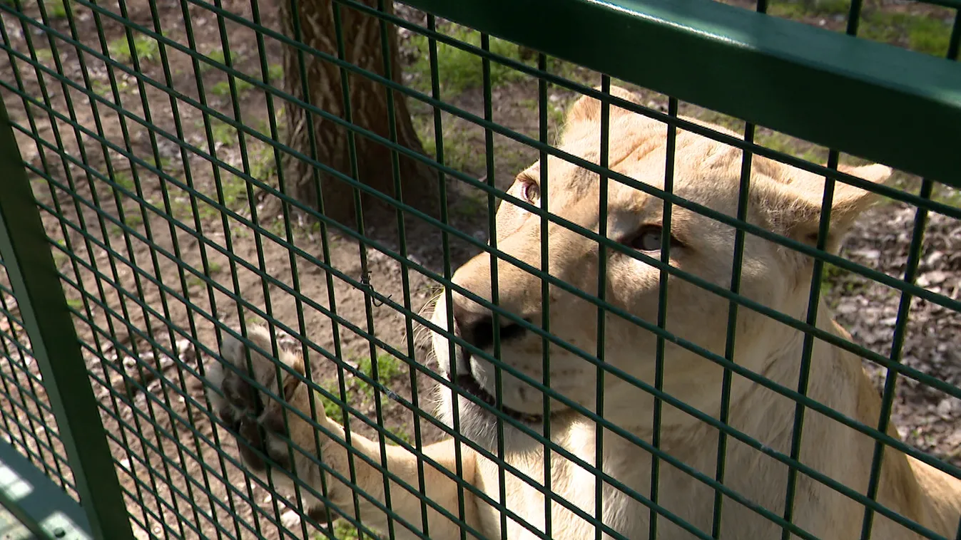 Napindító - Nagymacskák testközelből