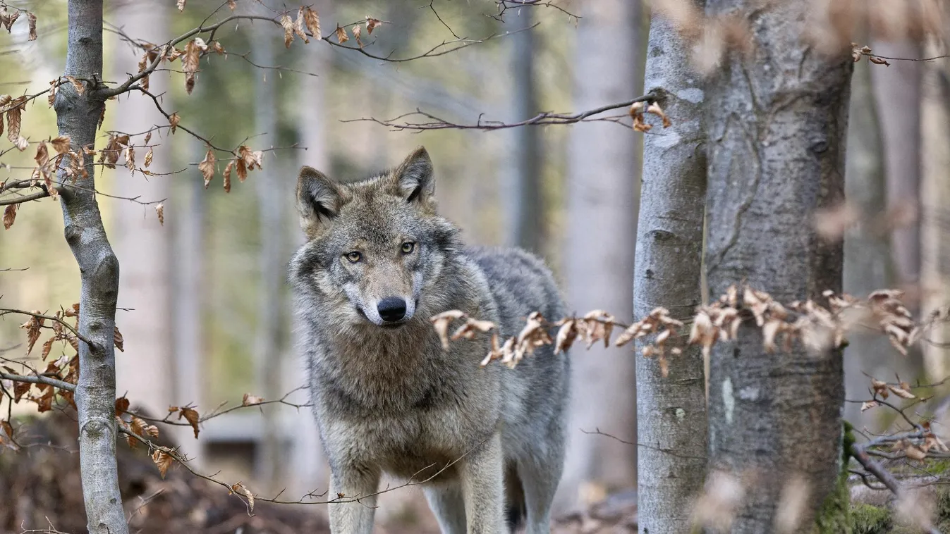 Óriási a felháborodás külföldön is a svájci farkas kilövése miatt