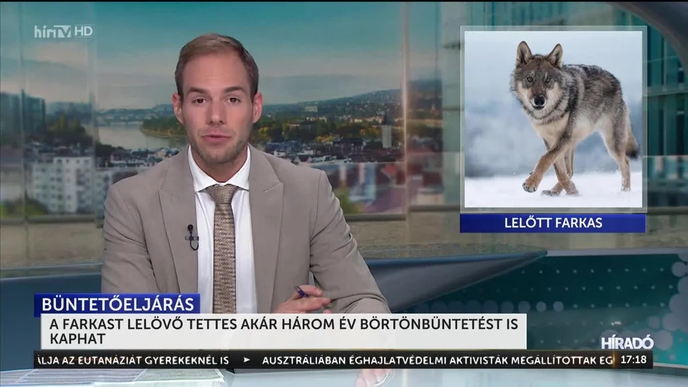 A lelőtt farkas teteme még sehol