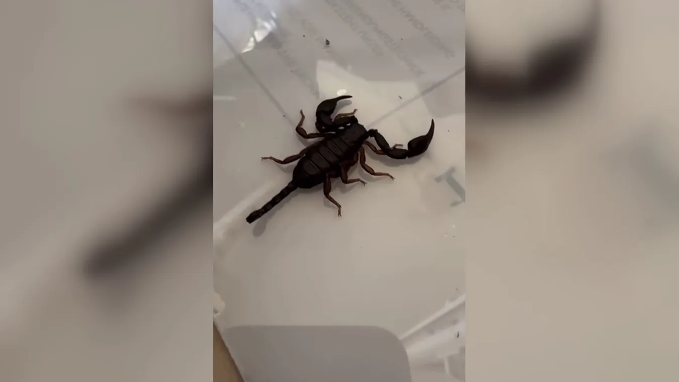 Skorpió volt a frissen vásárolt eperben