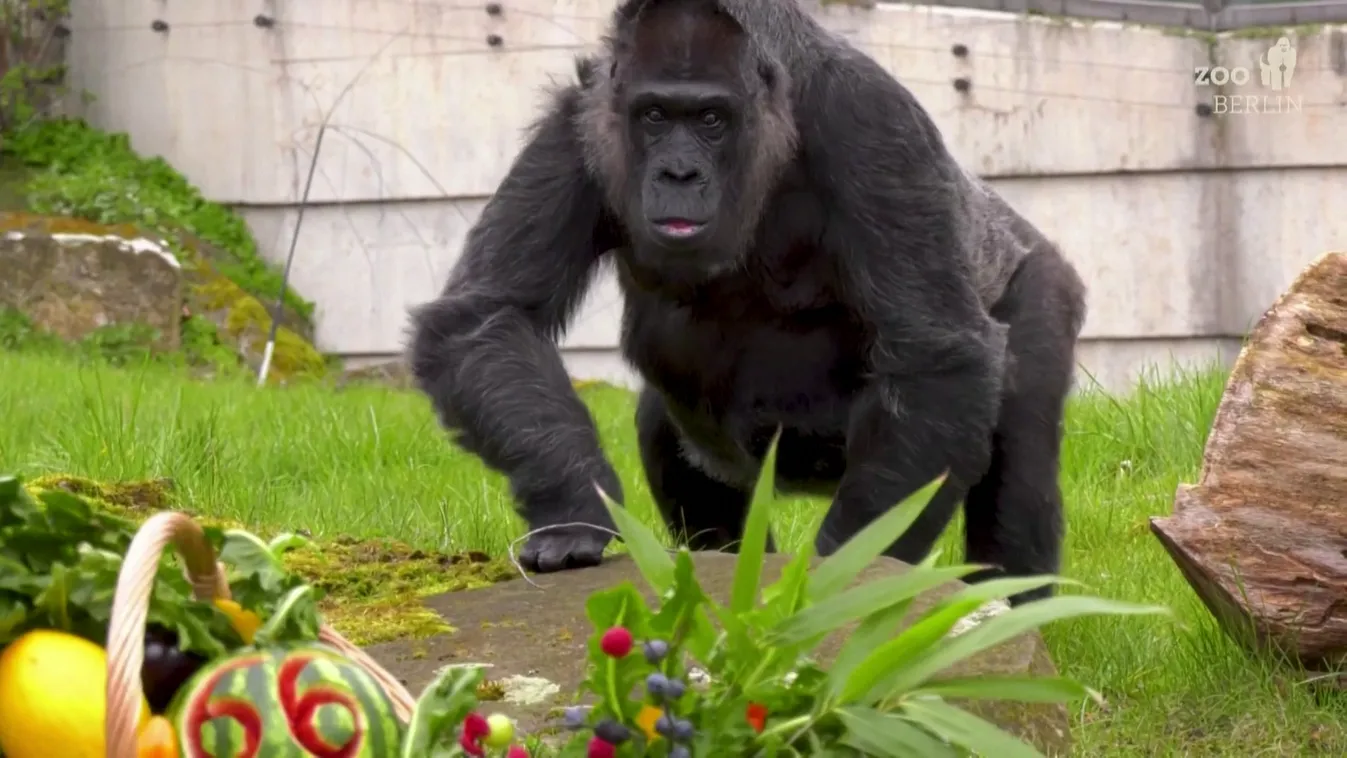 66 éves lett a világ legöregebb gorillája