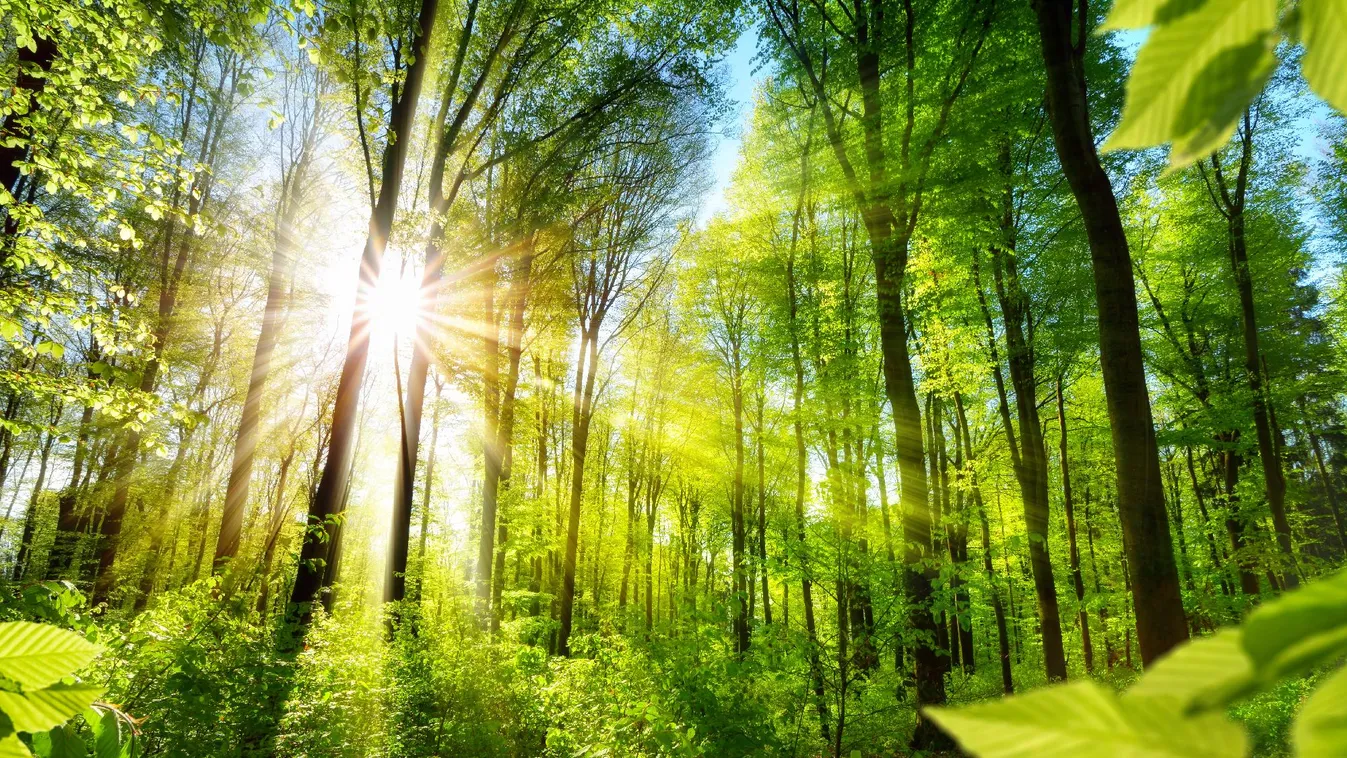 AM: várnak a vizek erdői