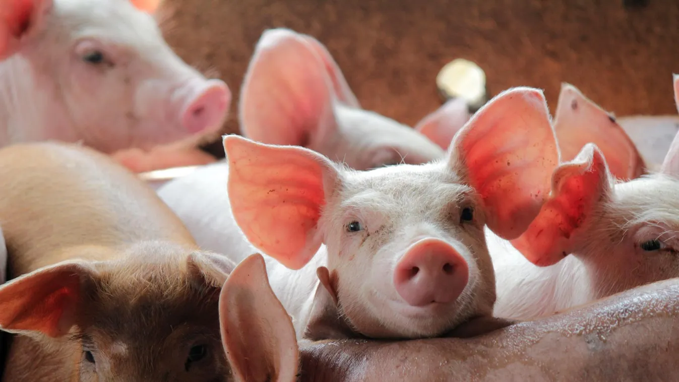 A sertéságazatban terjeszkedik az UBM csoport