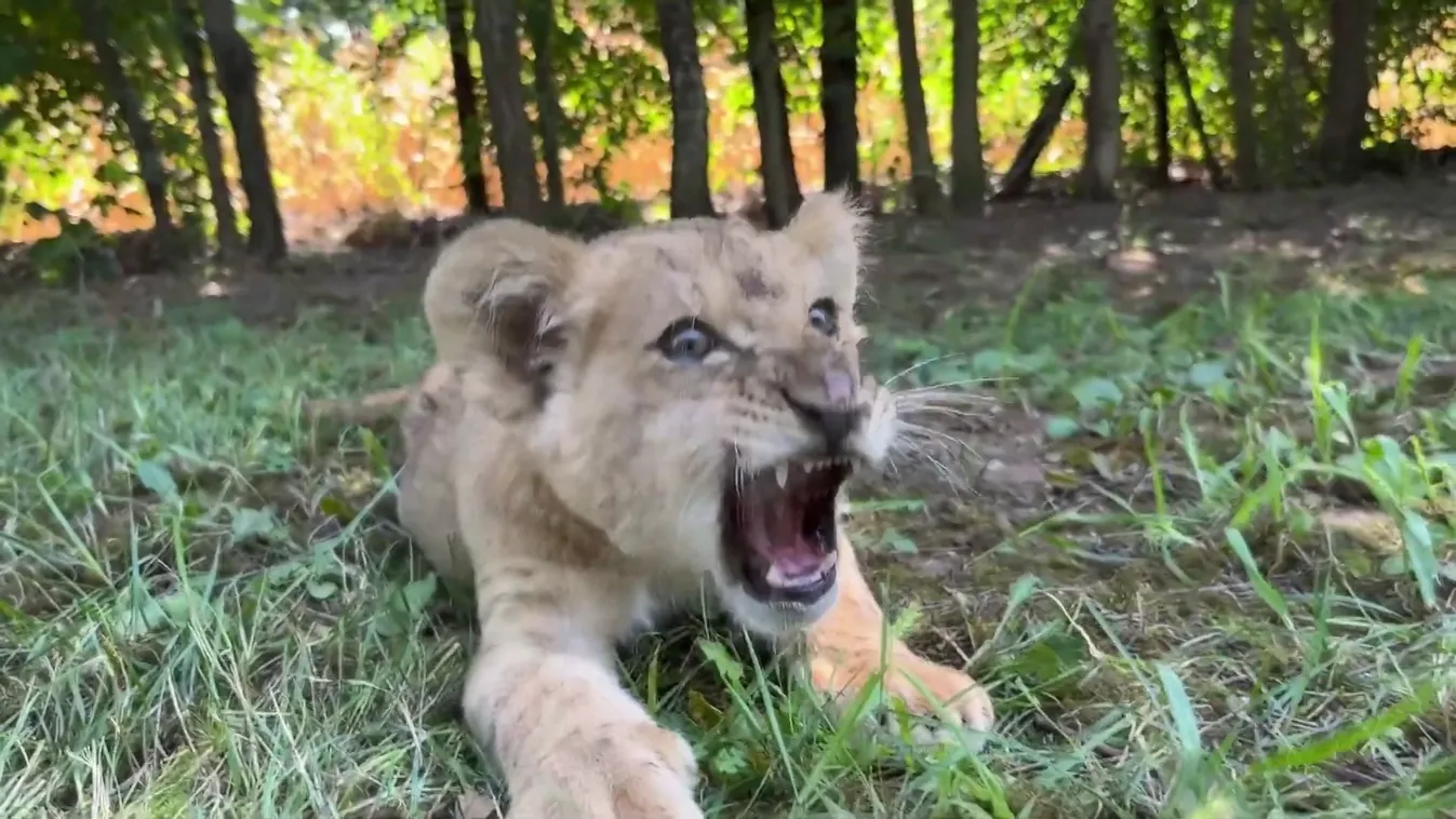 Radar - Már a látogatók is megnézhetik a menekült kisoroszlánt