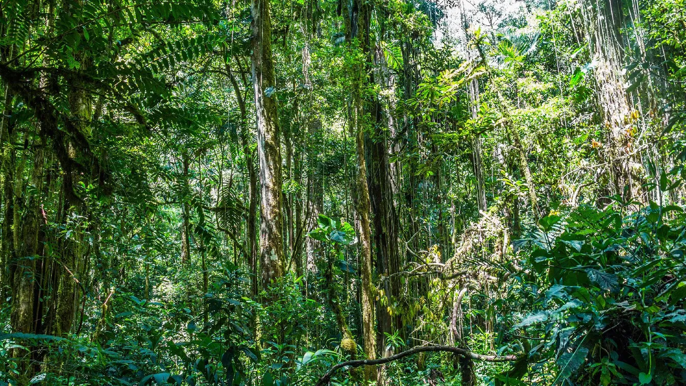 Akár 400 ezer ember is átkelhet idén a Kolumbia és Panama határán fekvő zöld poklon
