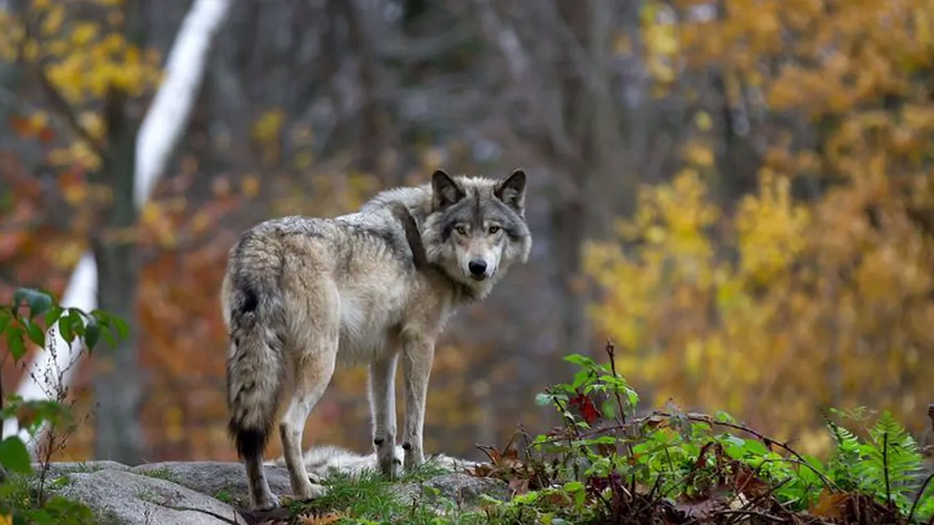 Előkerült a svájci farkast állítólagosan kilövő vadász vallomása