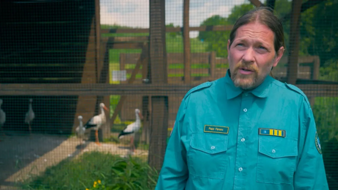 Napindító –  Misi, a bükki mackó