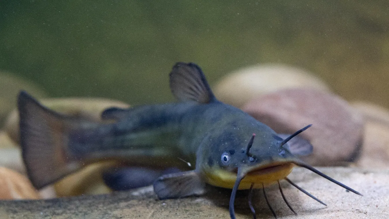 Radar - Invazív fajok a Balatonban