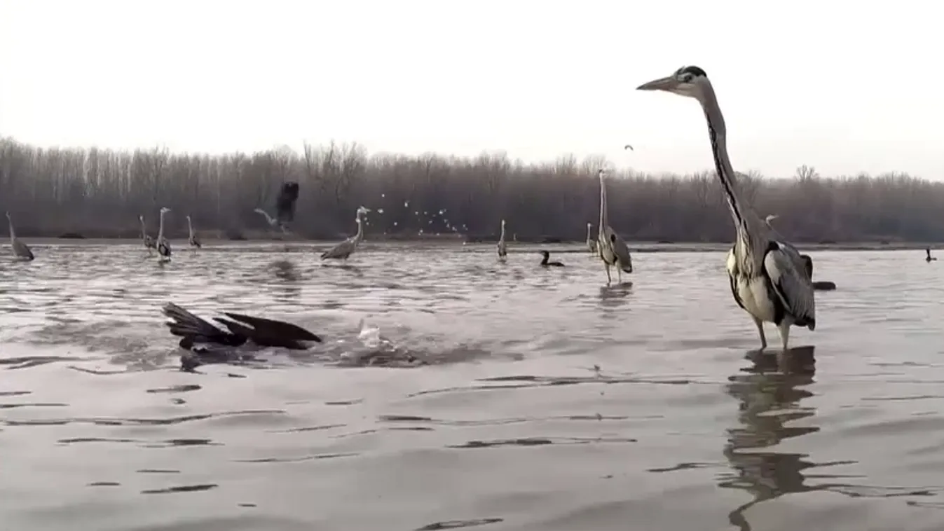 Napindító – A IX. Nemzetközi Természet- és Környezetvédelmi Filmfesztivál