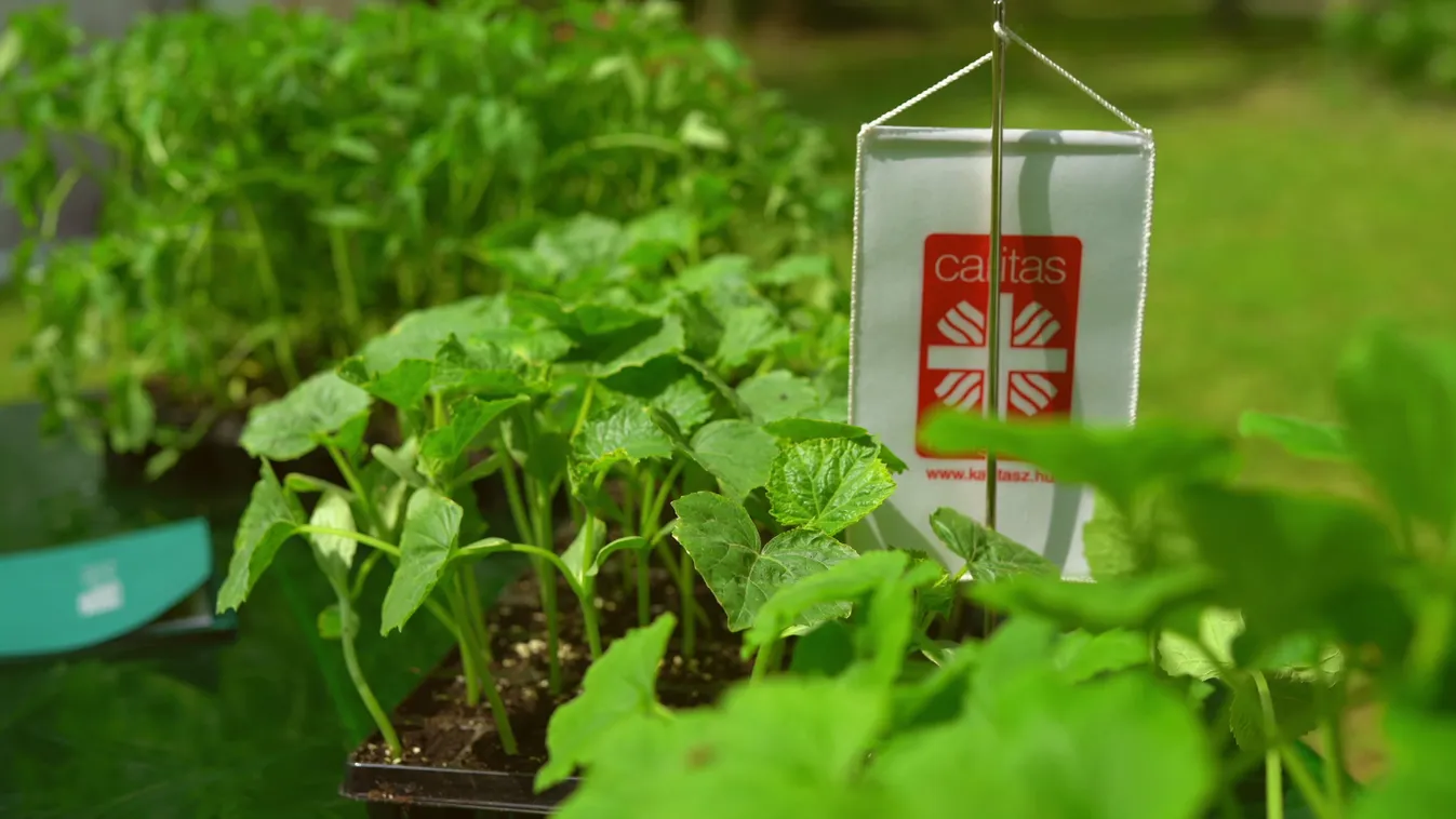 Radar - 750 rászoruló család részesülhet a MATE palántaadományából