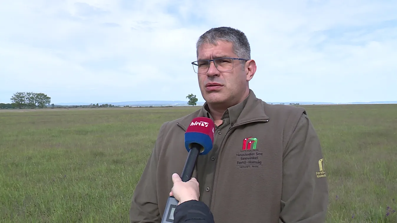 Napindító - Vadon élő orchideák Magyarországon