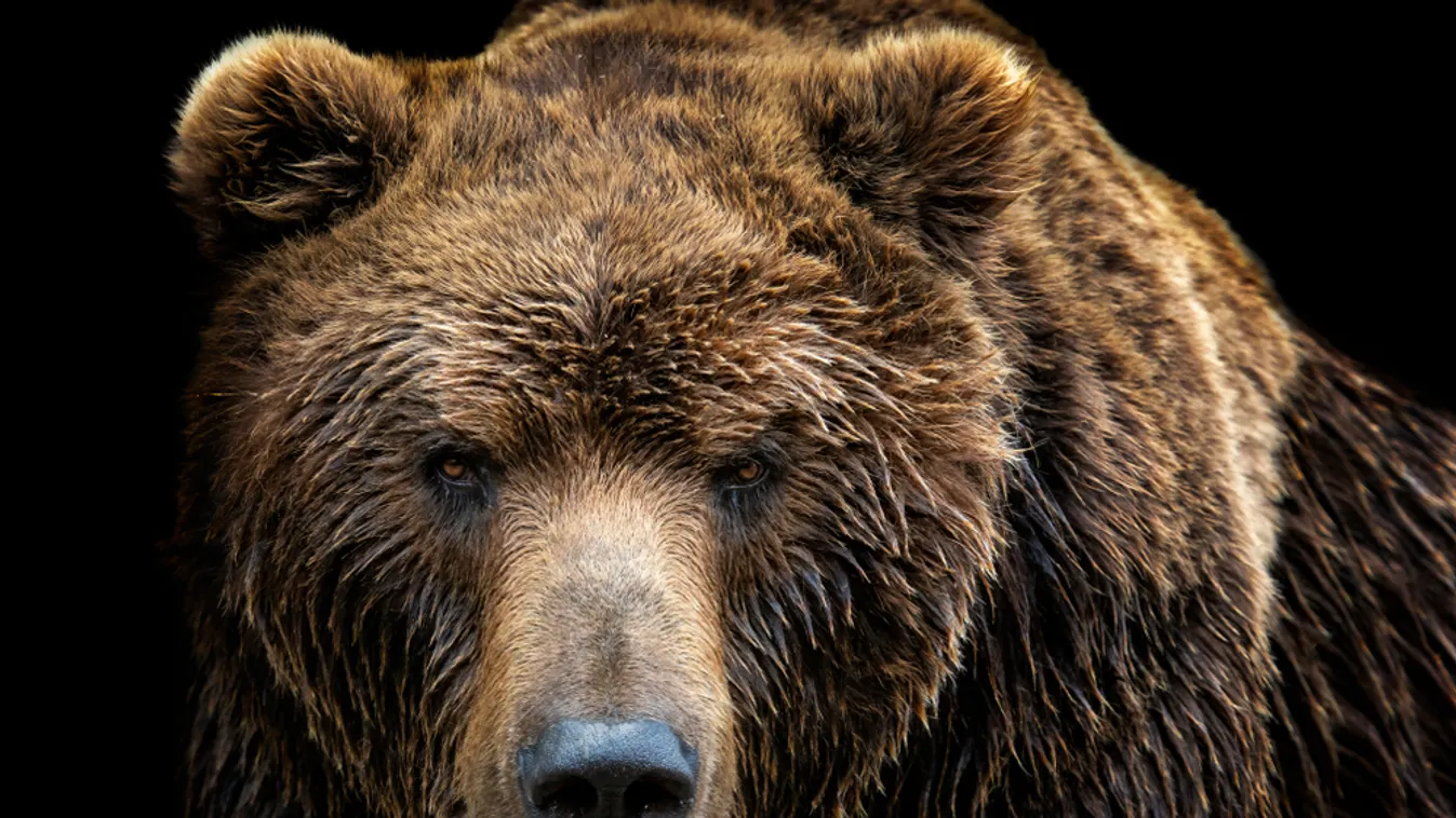 Medvetámadásban halhatott meg egy horgász Japánban