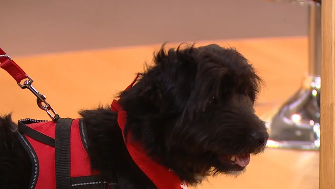 Napindító - Jön a Belvárosi Kutyafesztivál