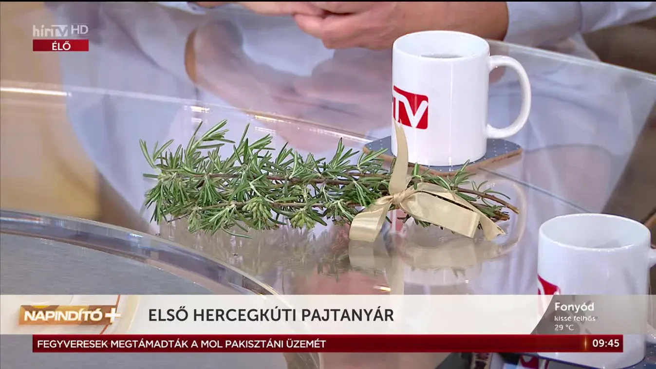 Napindító - Első hercegkúti pajtanyár (2023-05-23)