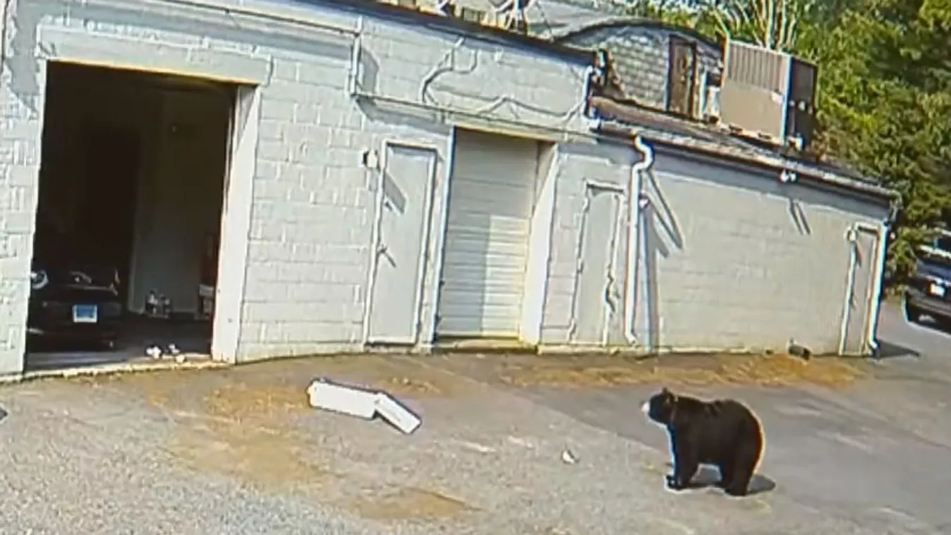 Hatvan muffinnal távozott egy medve egy connecticuti pékségből + videó