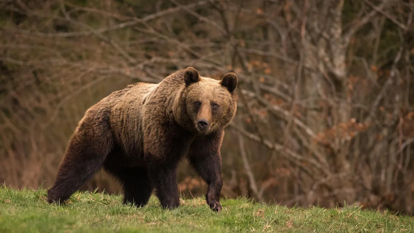 Kezelhetetlenül túlszaporodtak a medvék Romániában