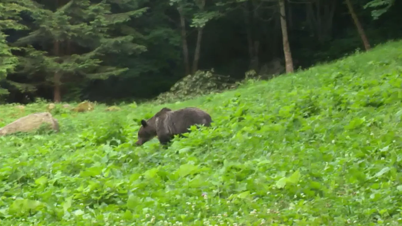 Egyre több medvét észlelnek hazánkban
