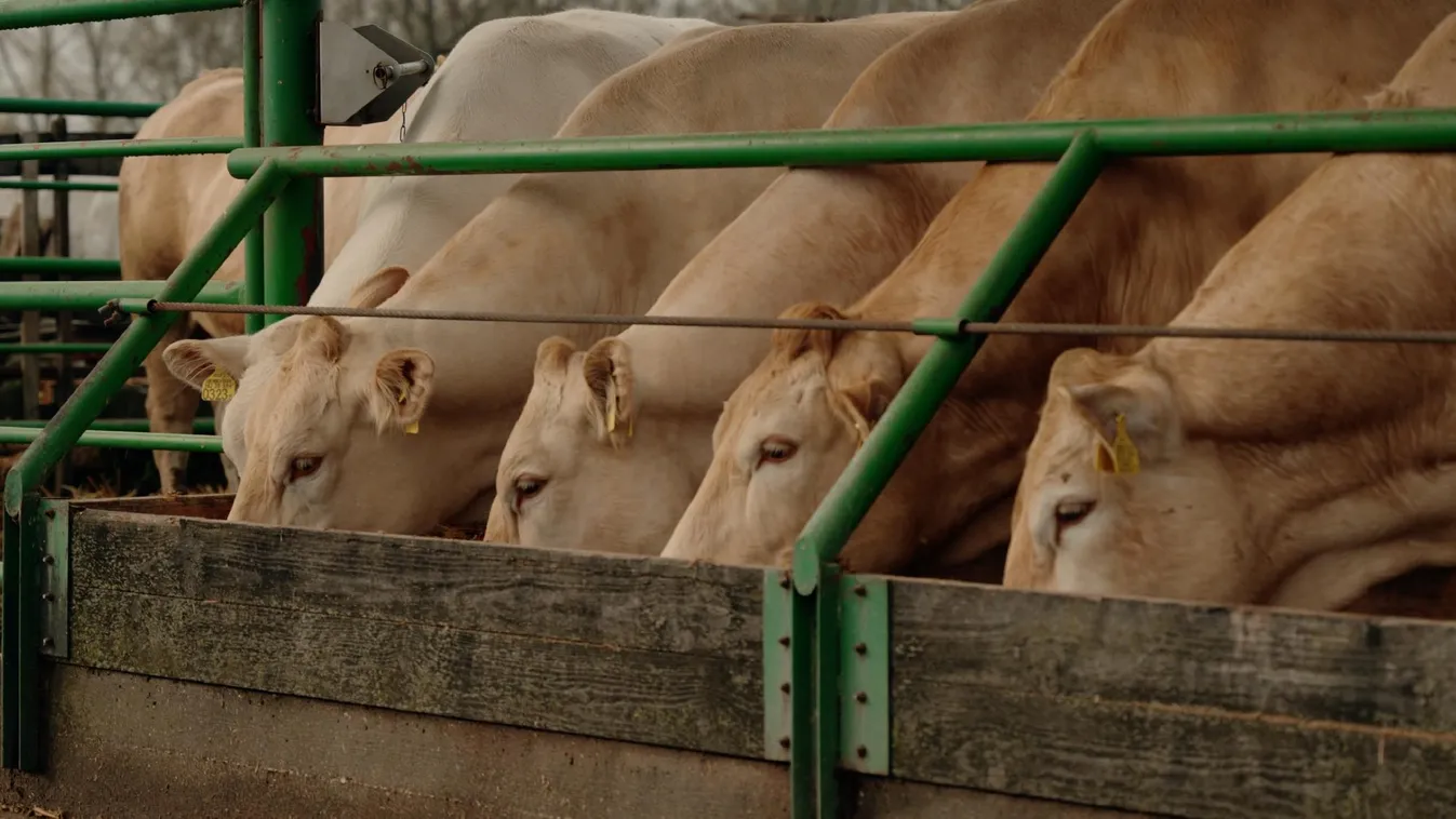 Az összeírói szakasszal folytatódik a KSH mezőgazdasági összeírása