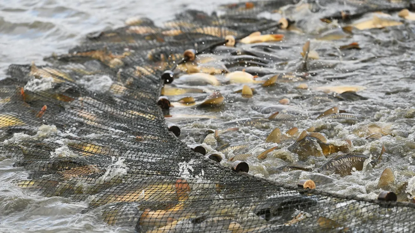 Halgazdálkodóknak nyújt segítséget az agrártárca