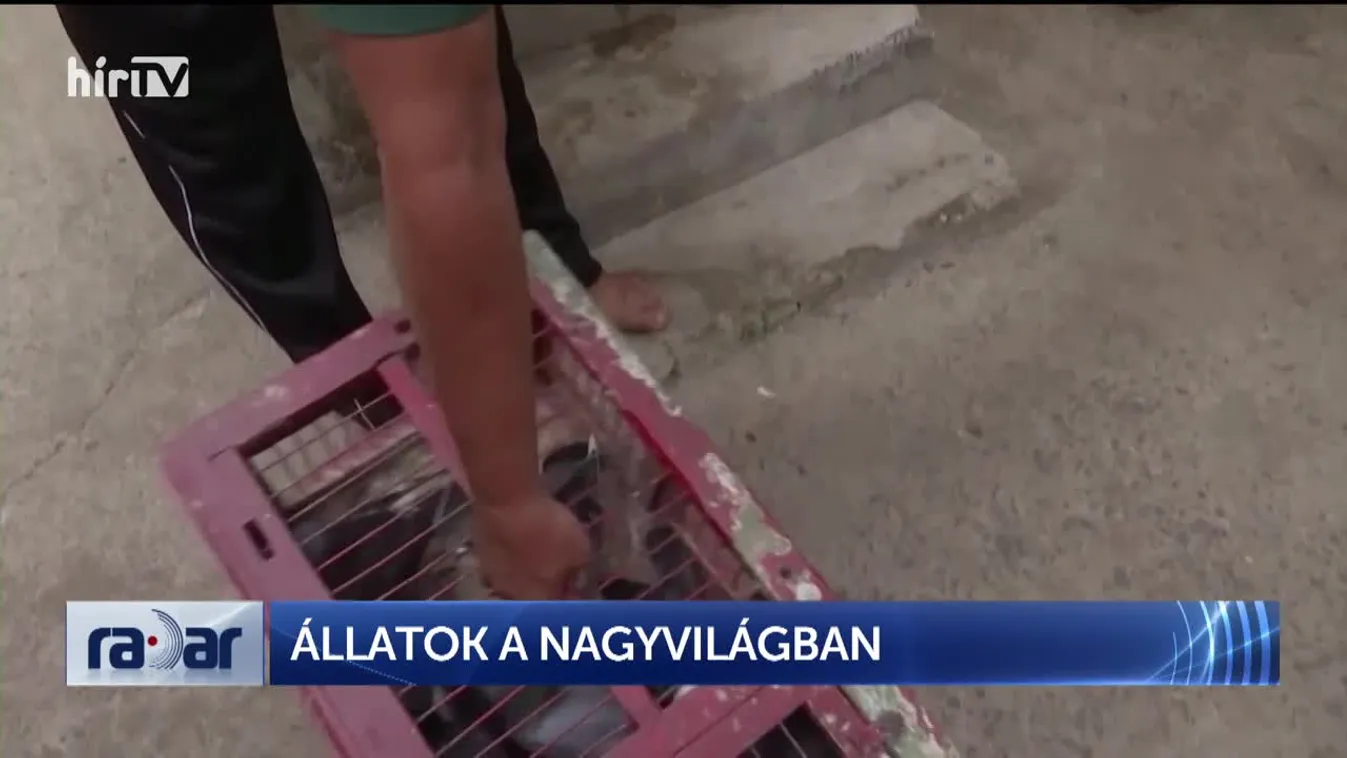 Radar - Állatok a nagyvilágban (2023-06-27)