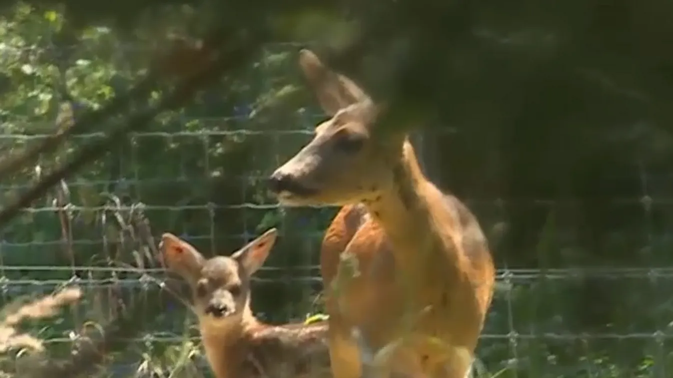 Napindító – Ne próbáljuk „megmenteni” az őzgidákat!