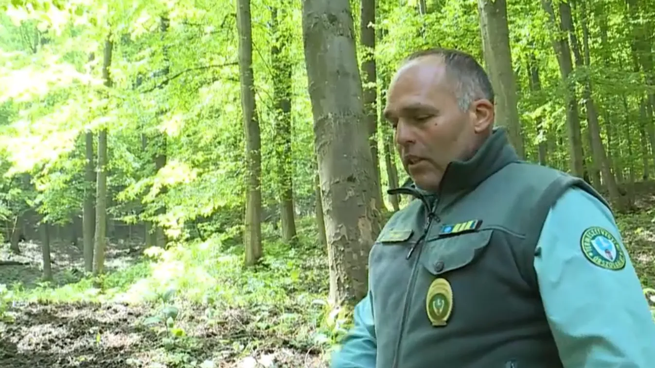 Radar – Macska-egér harcot vívnak egymással a természetőrök és az erdőkben motorozók