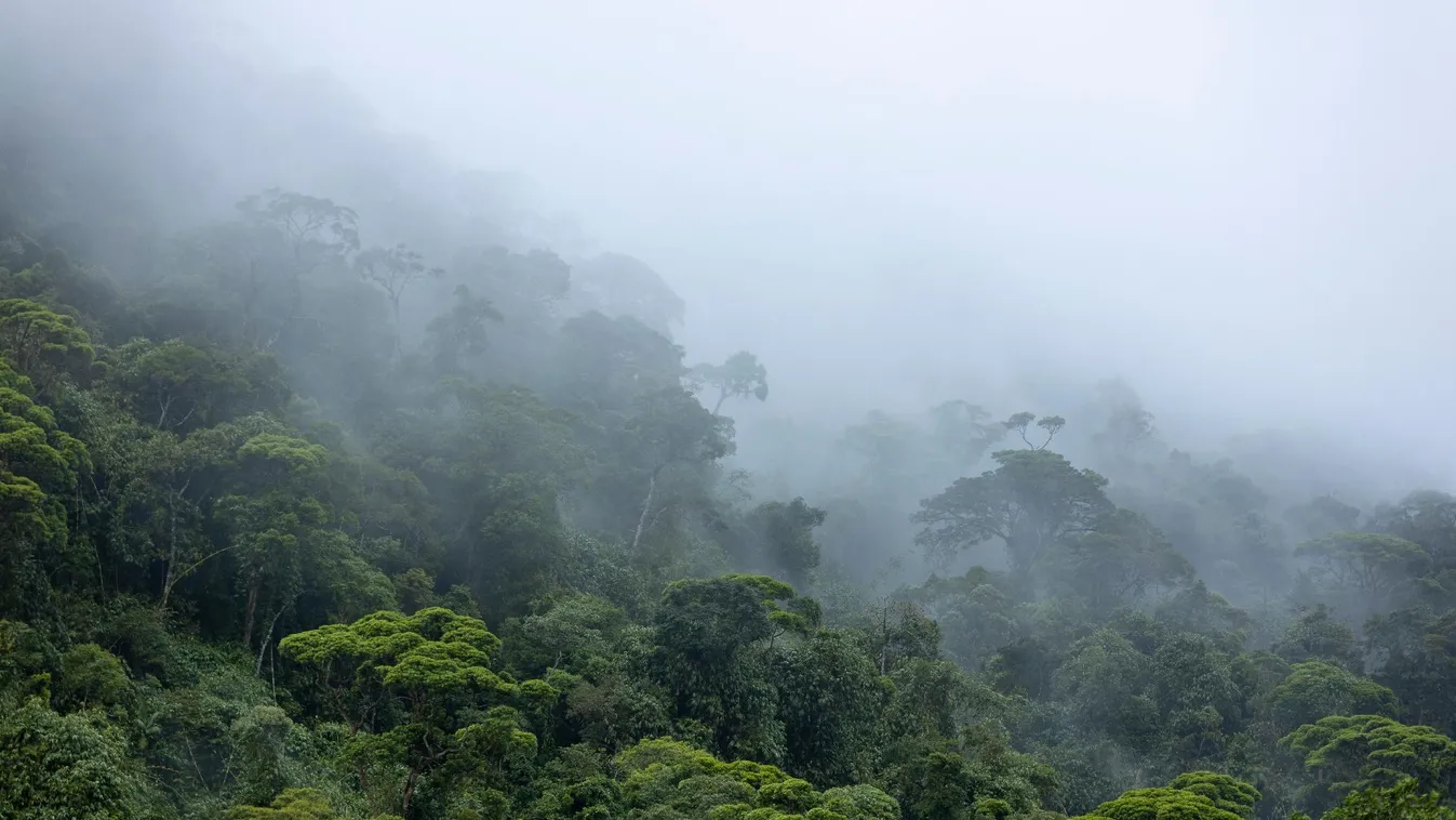 Filmet forgatnak az Amazonas őserdejében negyven napig életben maradt gyerekekről