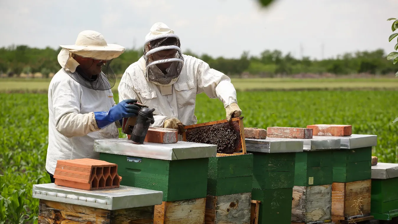 Újabb kétezer méhész kap támogatást a méh állatjóléti programban
