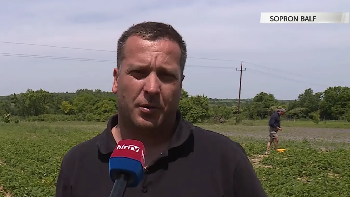 Napindító - Elindult az eperszezon