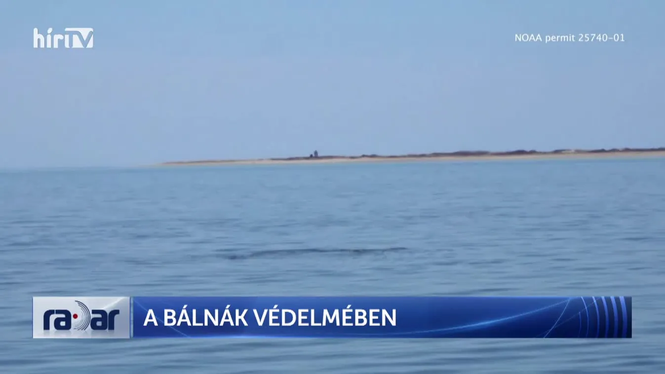 Radar - A bálnák védelmében (2023-06-27)