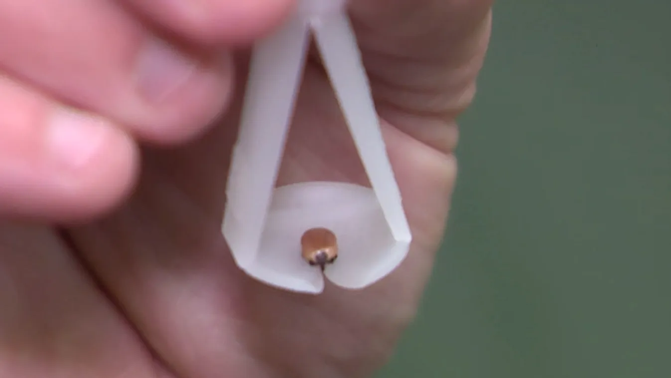 Radar – Még a városi parkokban és a strandokon is kullancsinvázió fenyeget