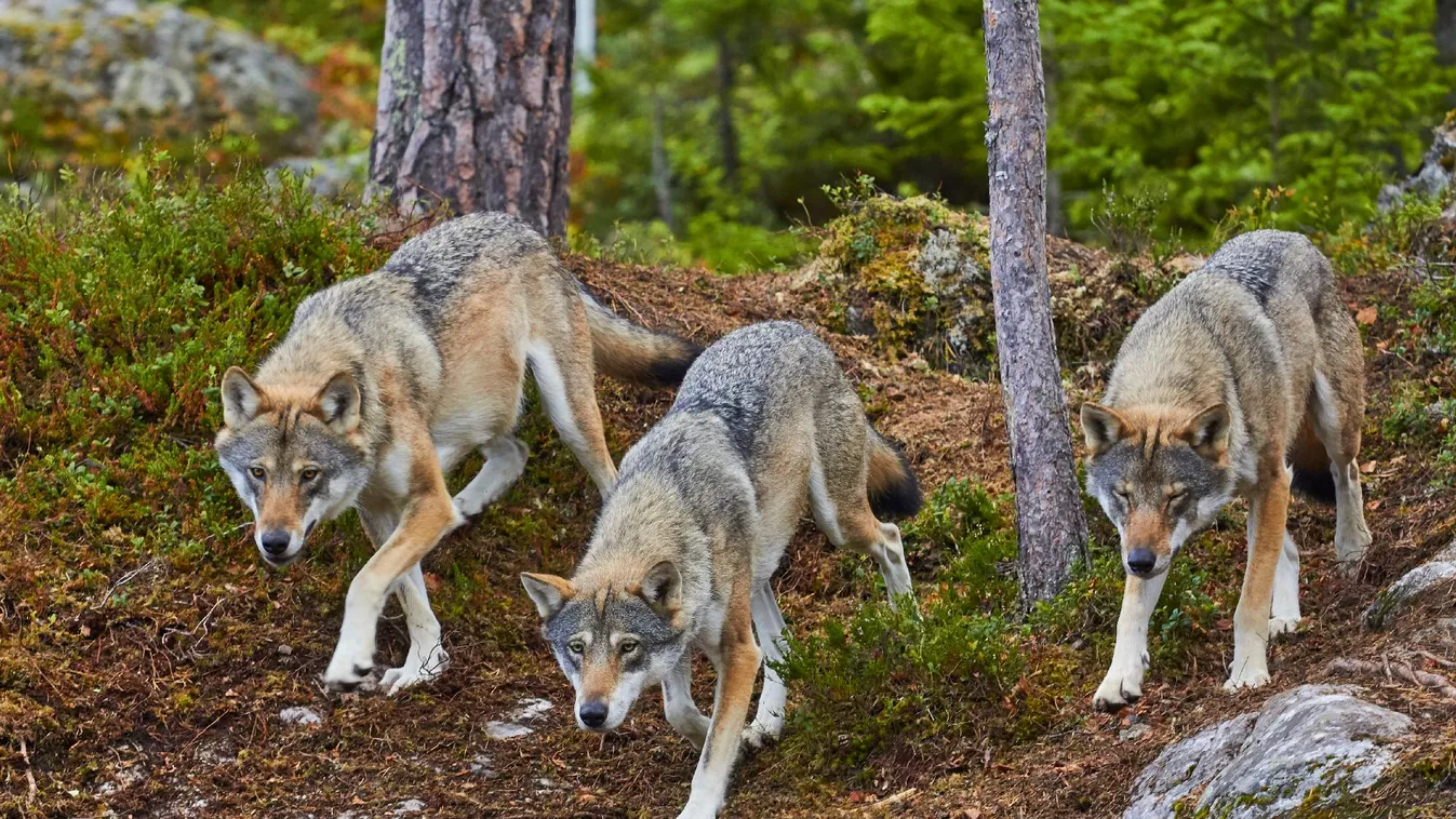 Ahol megkönnyítik a farkasok kilövését