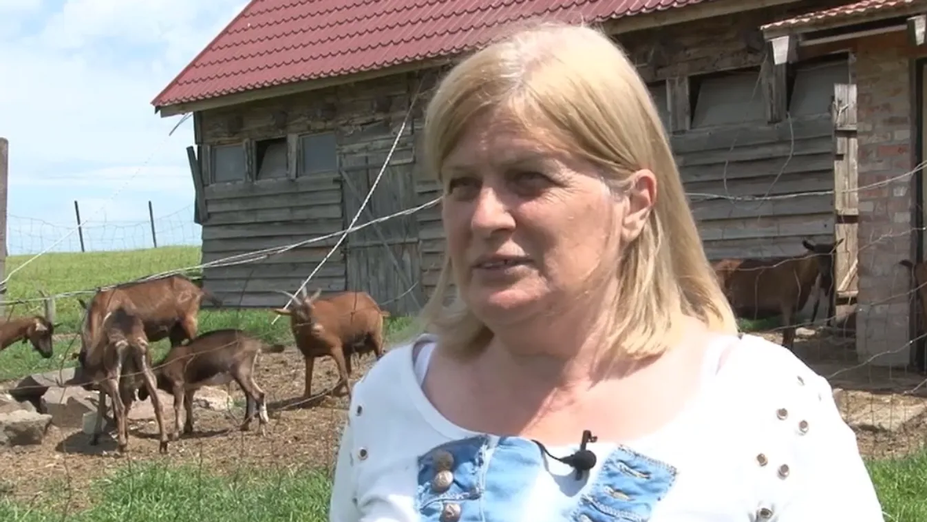 Radar – Ásványi anyagokban gazdag kecskesajt készül a Mátra oldalában