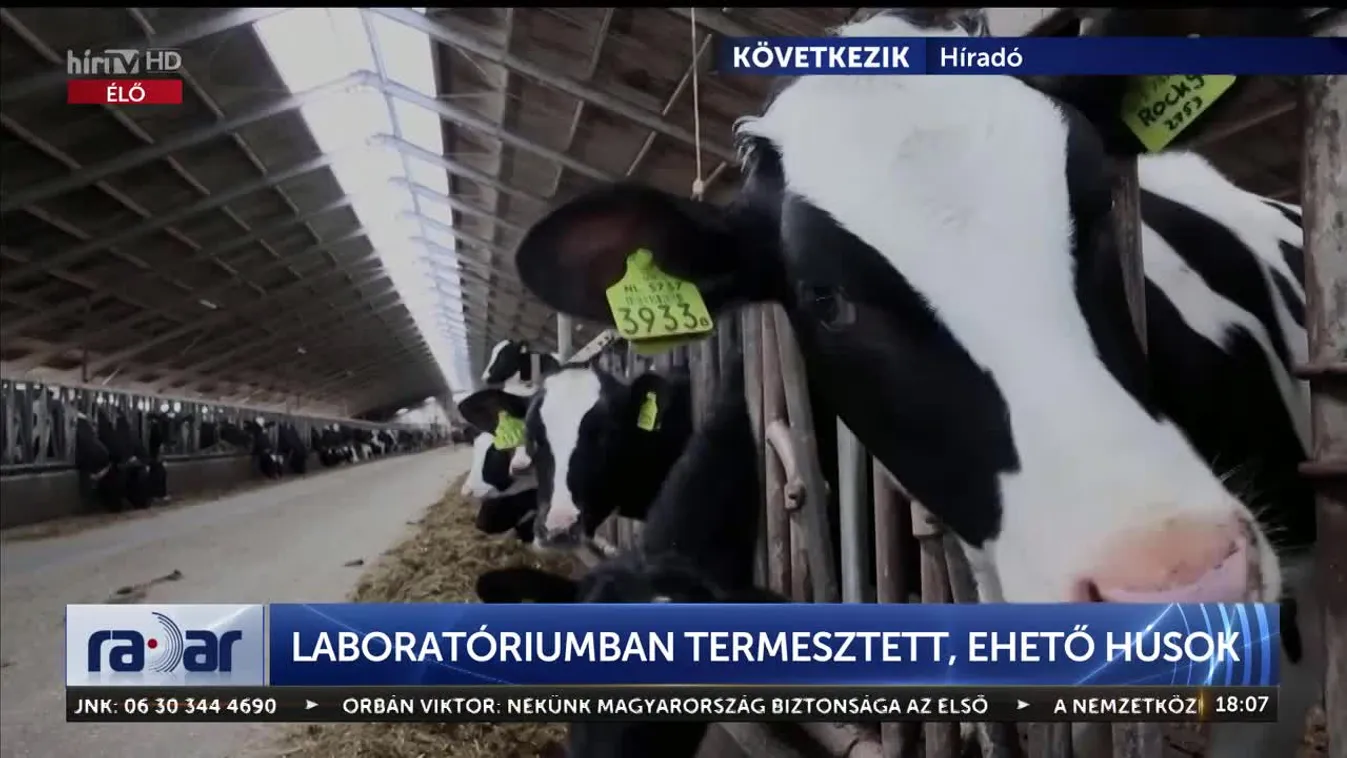 Radar - Laboratóriumban termesztett, ehető húsok (2023-06-08)