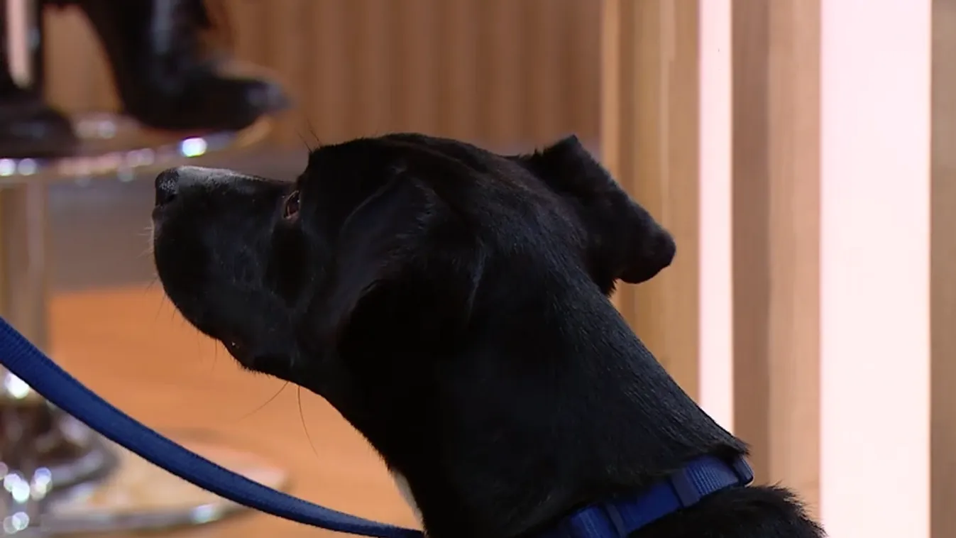 Napindító – Nyaralás kutyával vagy kutyahotel?