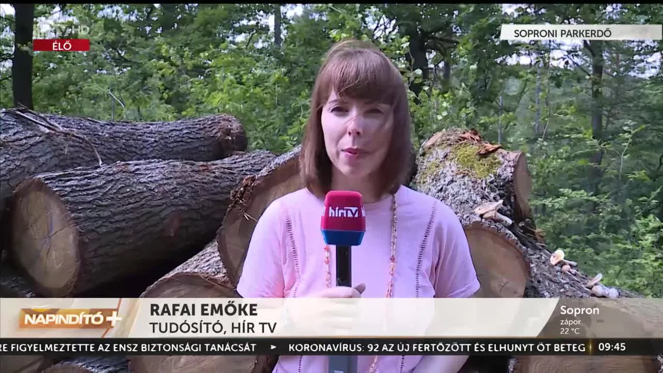 Napindító - Sok a gomba az erdőkben