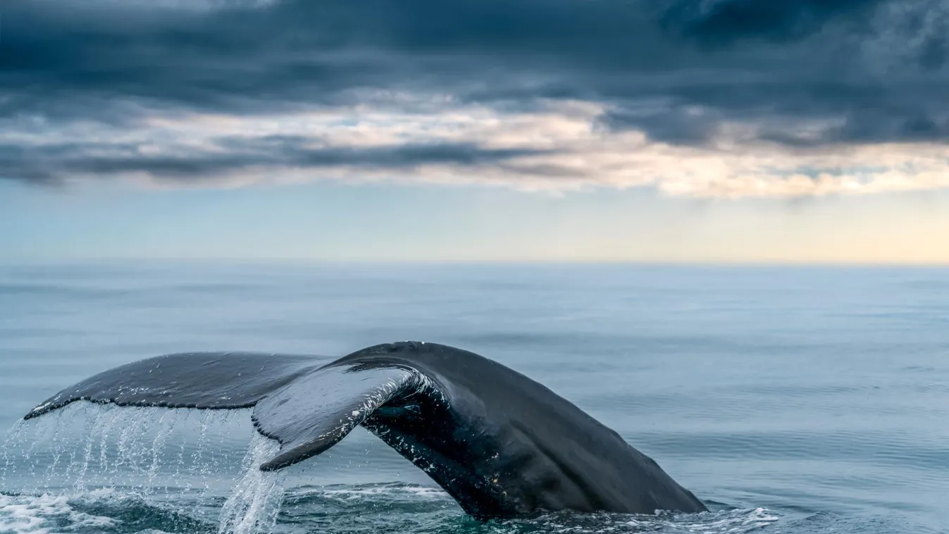 Radar - A bálnák védelmében