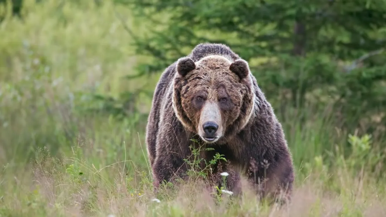 Továbbra sem lehet kilőni a medvéket Romániában