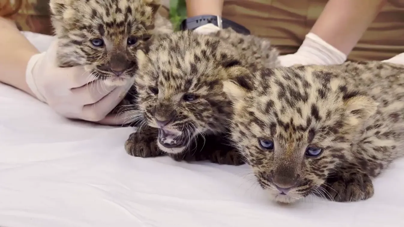 Radar - Észak-kínai leopárdok születtek Nyíregyházán