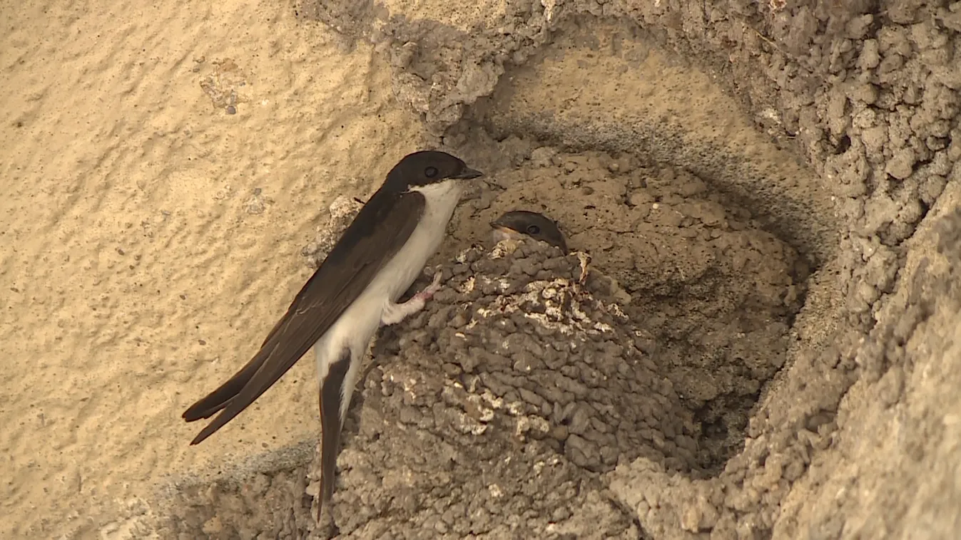 Napindító - Az első fecskék a fészekből