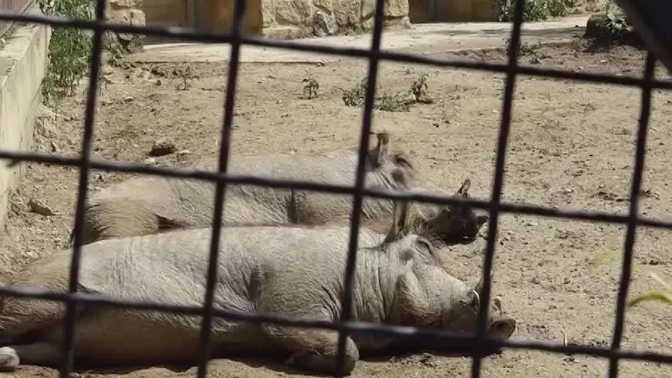 A Pécsi Vadasparkban felkészültek a későbbi hőségriadókra is