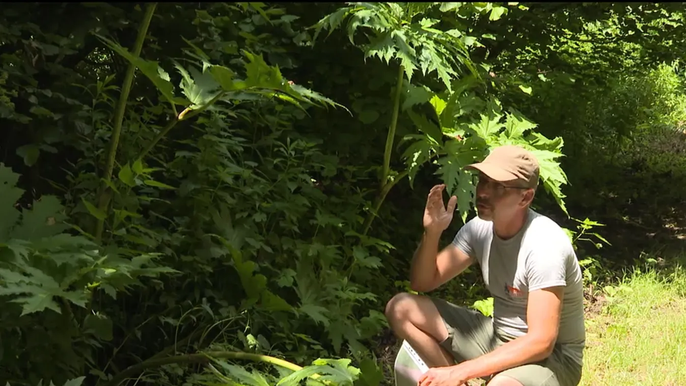 Veszélyes növényfaj került elő Zalaegerszeg mellett