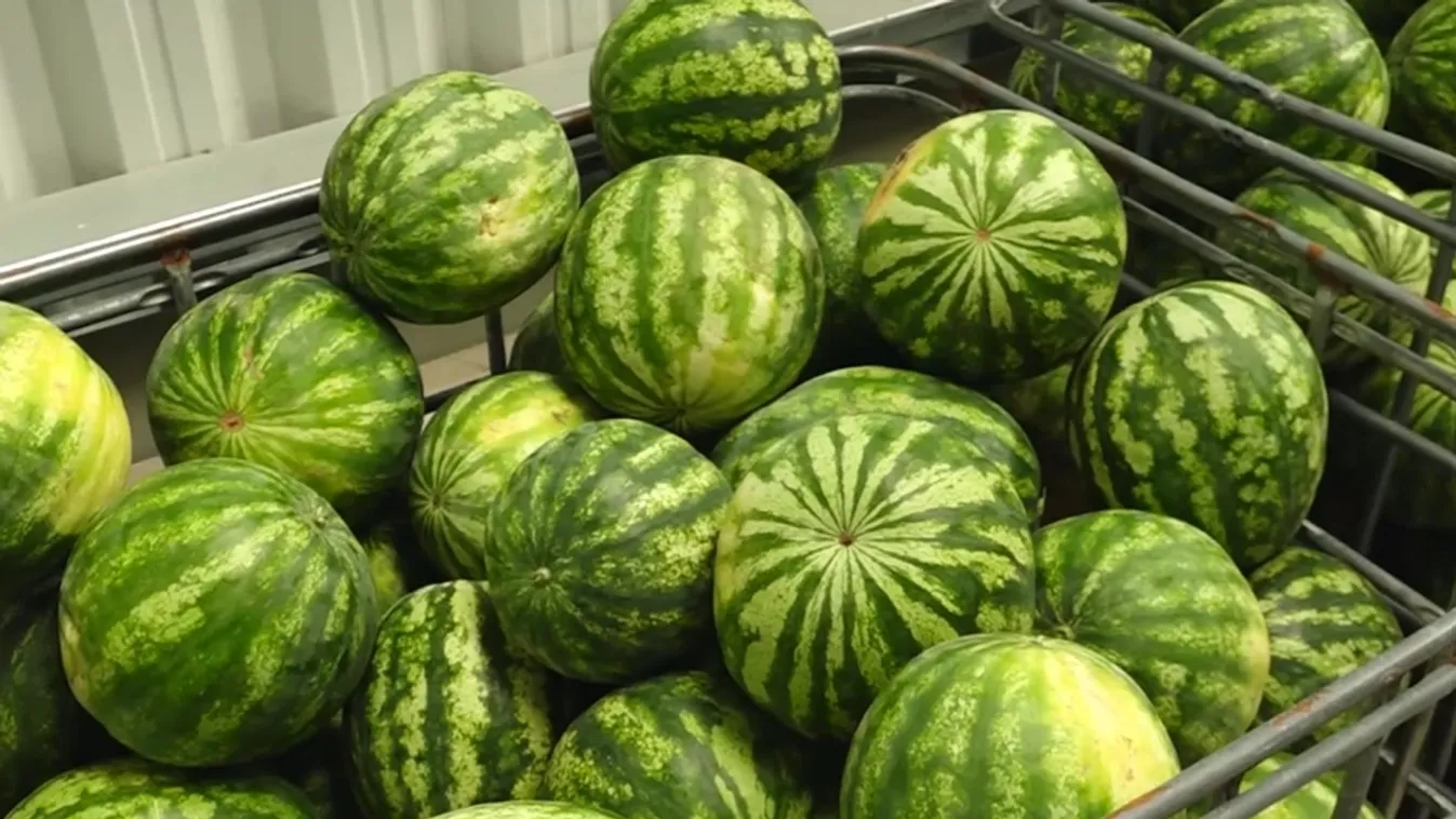 Napindító - A napokban kerül piacra a nyár legkedveltebb gyümölcse