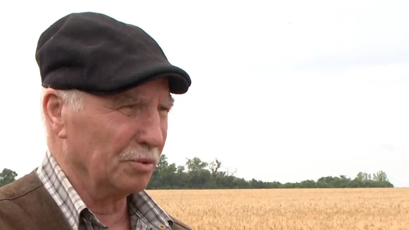 Átlag feletti búzatermésre számítanak a gazdák