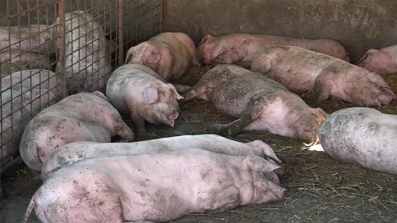 Már Európában is súlyos károkat okoz az afrikai sertéspestis járvány