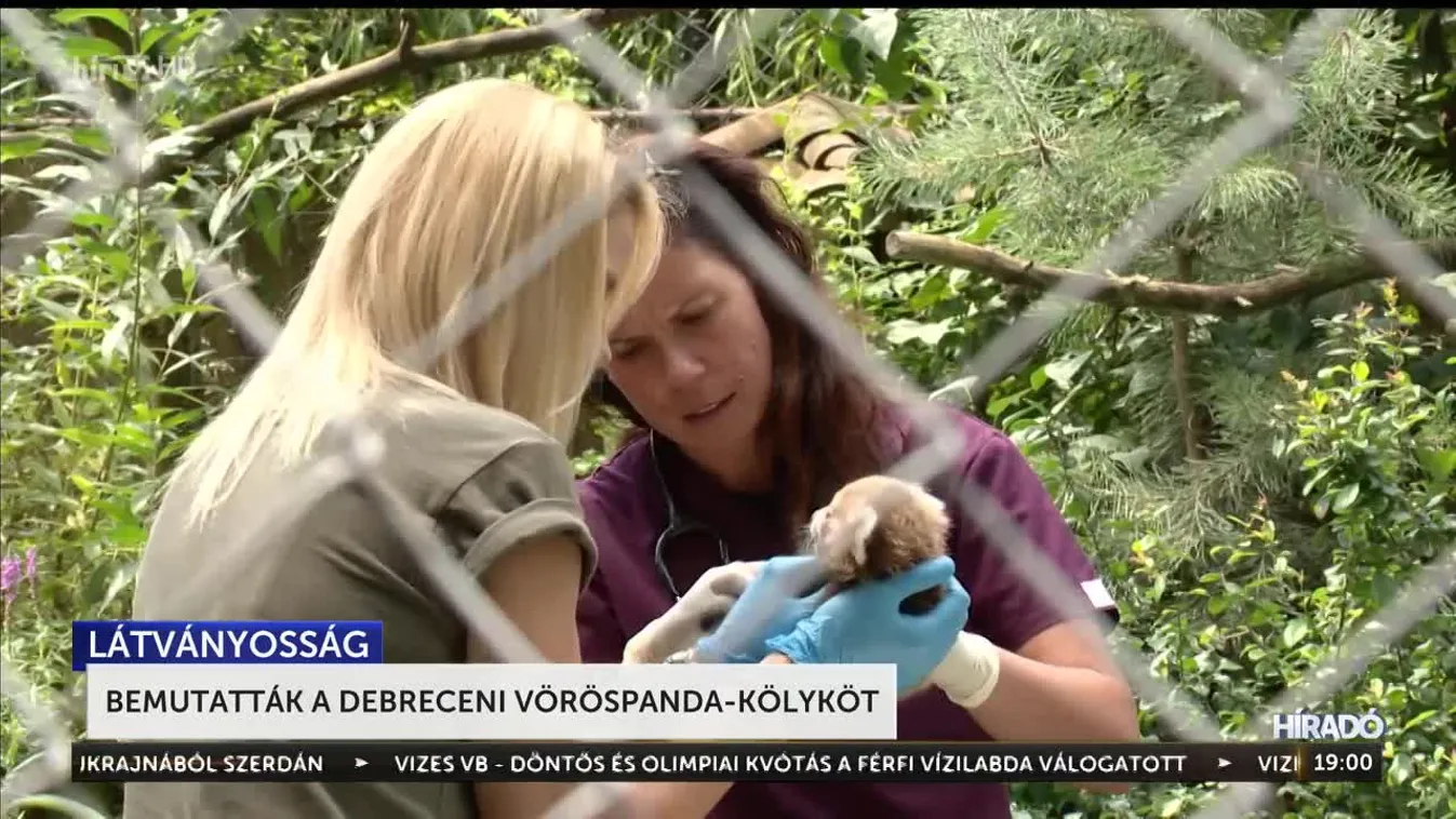 Bemutatták a debreceni vöröspanda-kölyköt