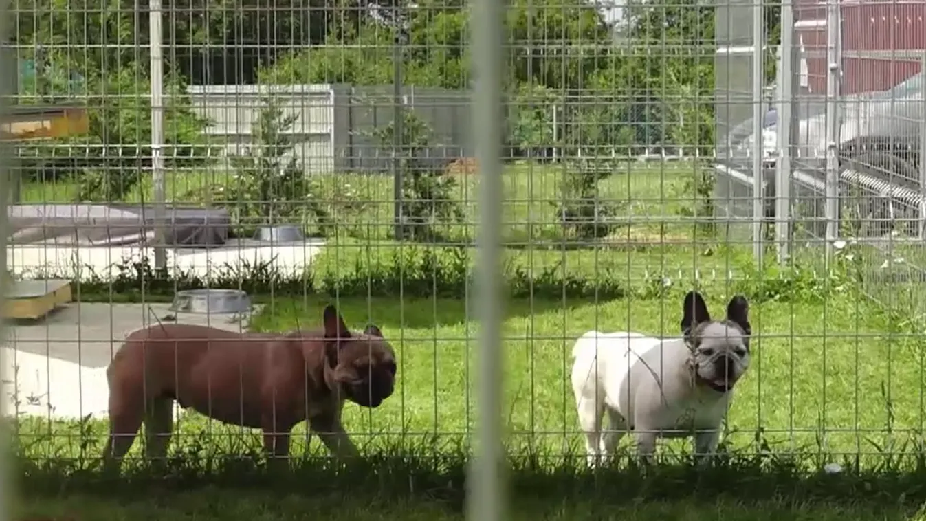 Radar - 4 csillagos kutyapanzió