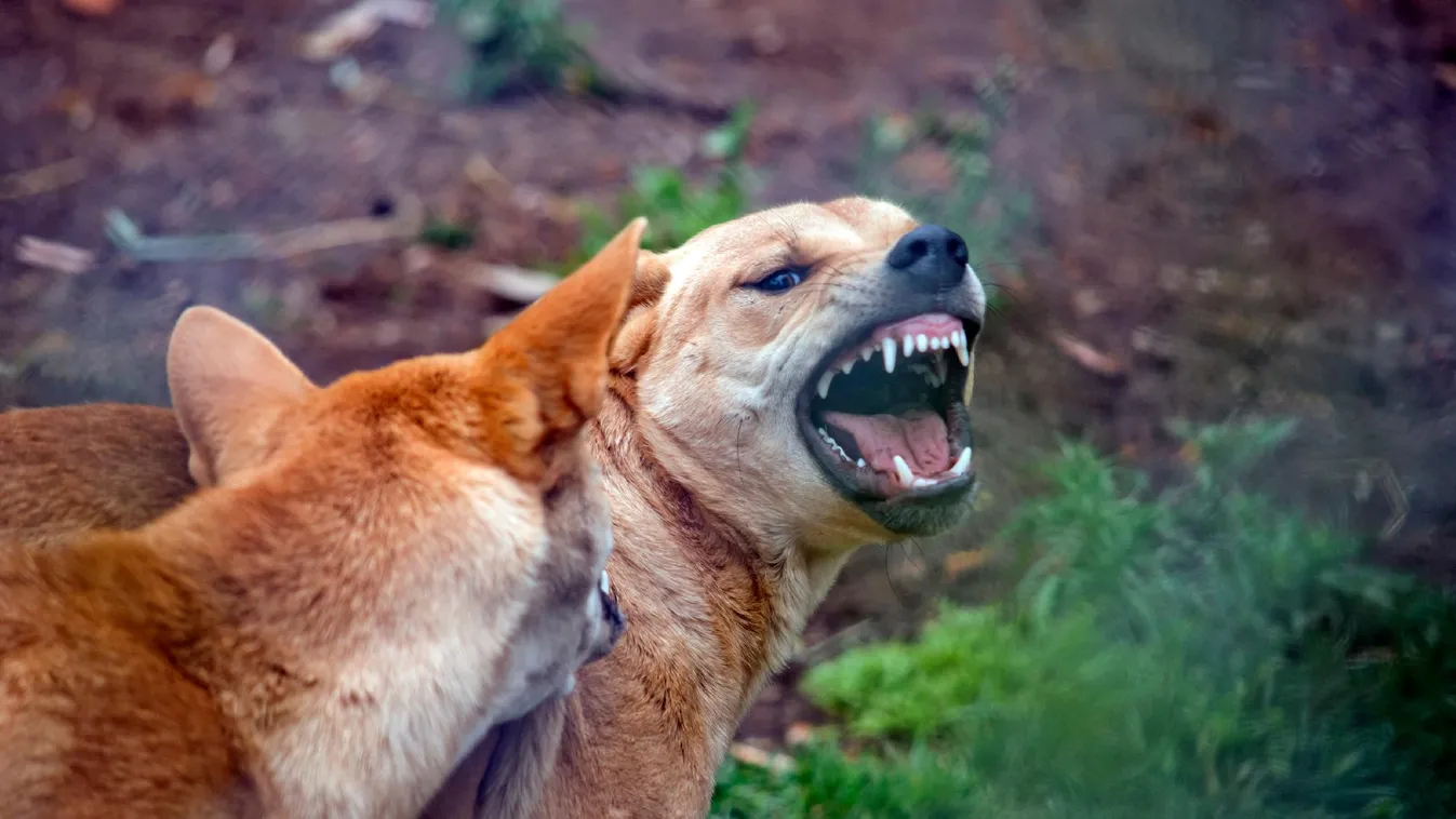 Dingótámadás ért egy futót