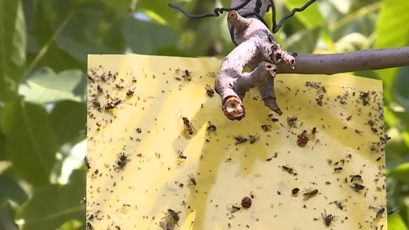 Radar - Diólégy, avagy a kertek réme